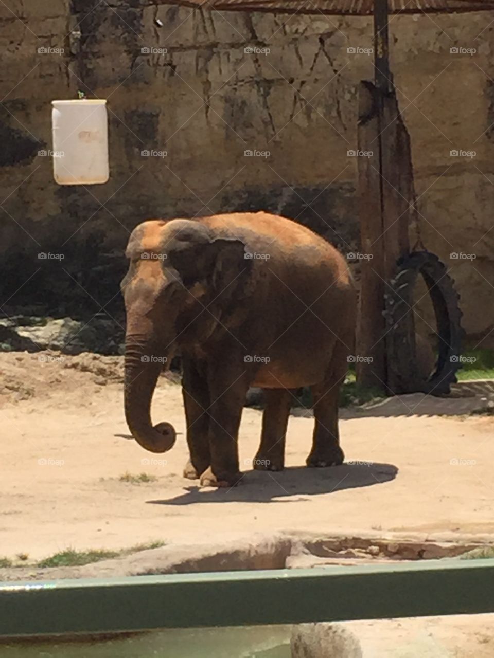 Elephant. Elephant at the zoo