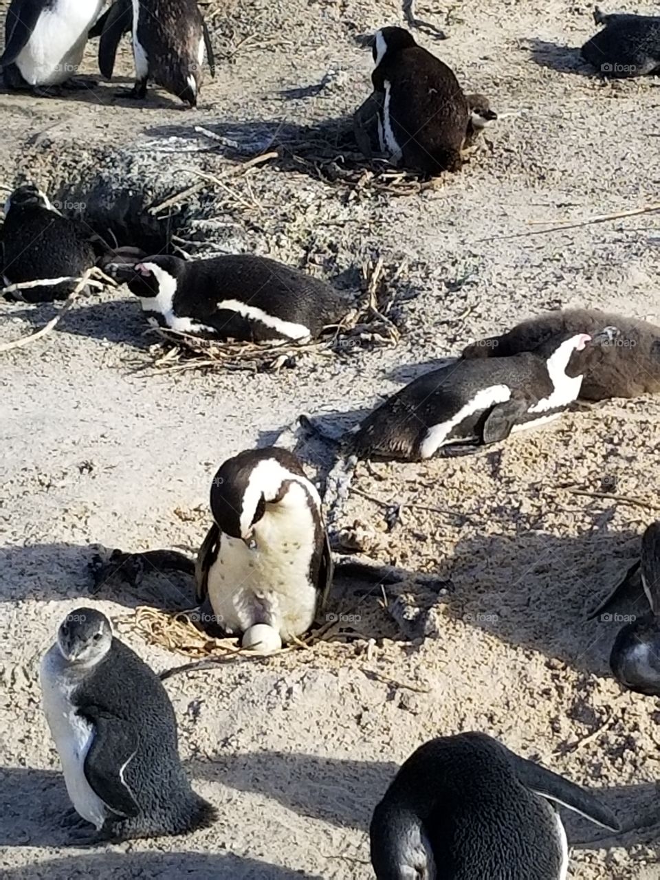 African penguins on Boulder Beach
