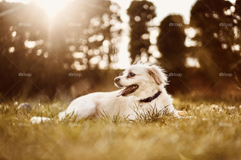 Dog under sunlight