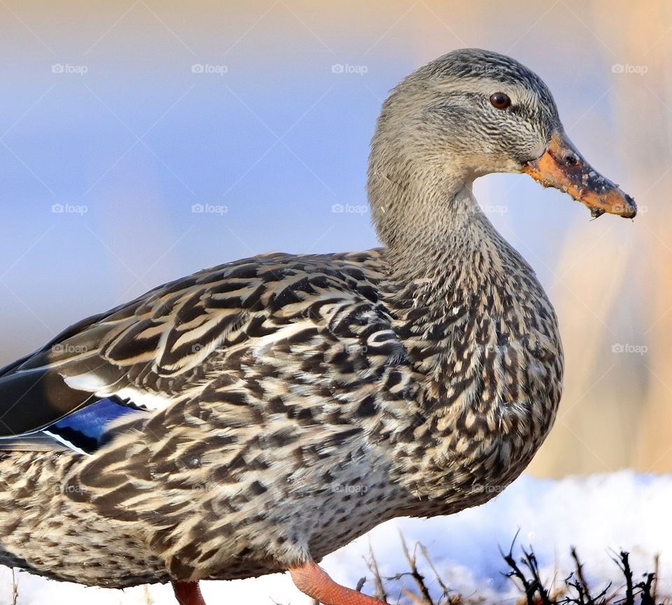 Gorgeous winged beauties!! 