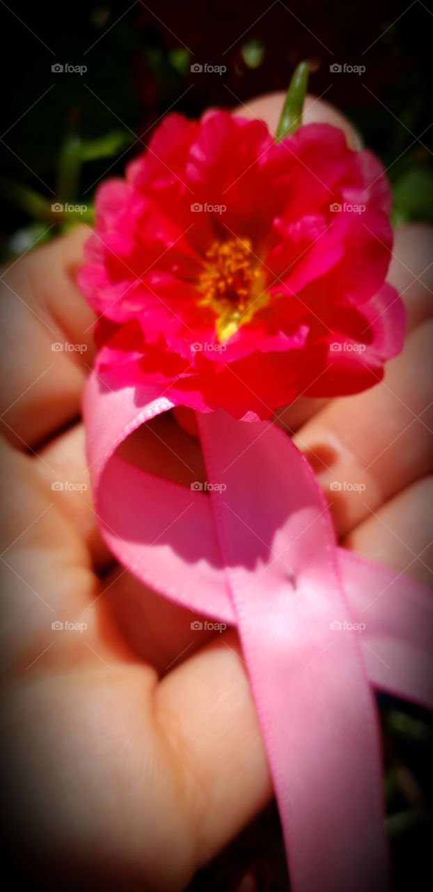 flower, hand,  pink,  pink ribbon,breast cancer awareness moss rose