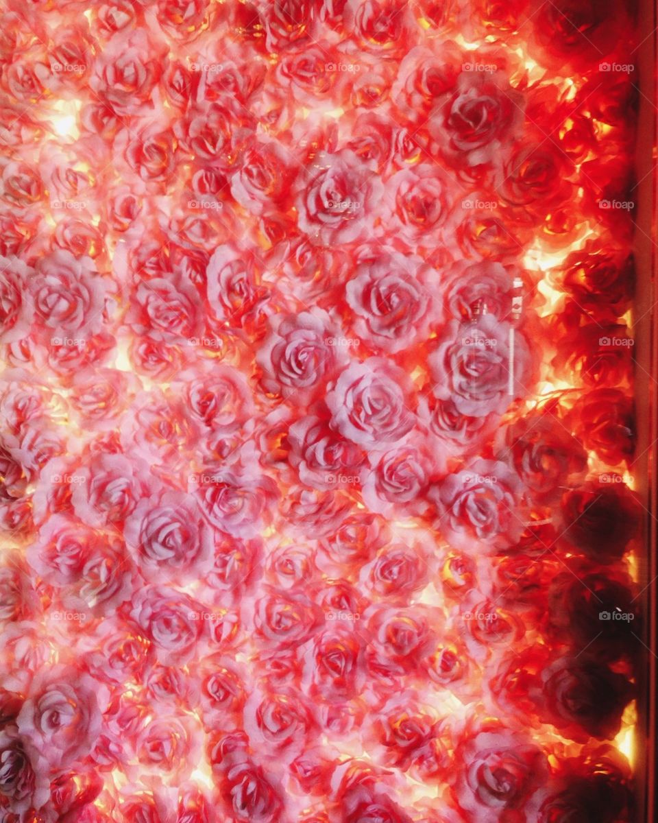 Illuminated Roses