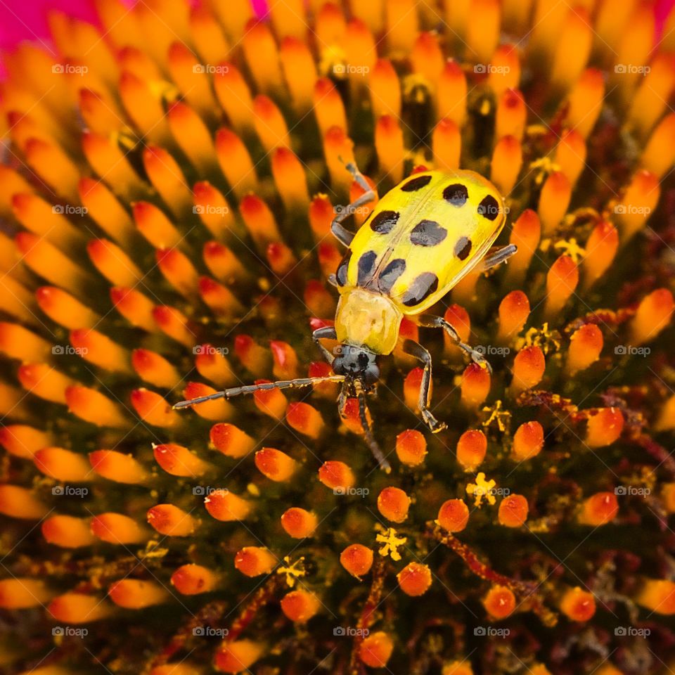 Macro of insect 