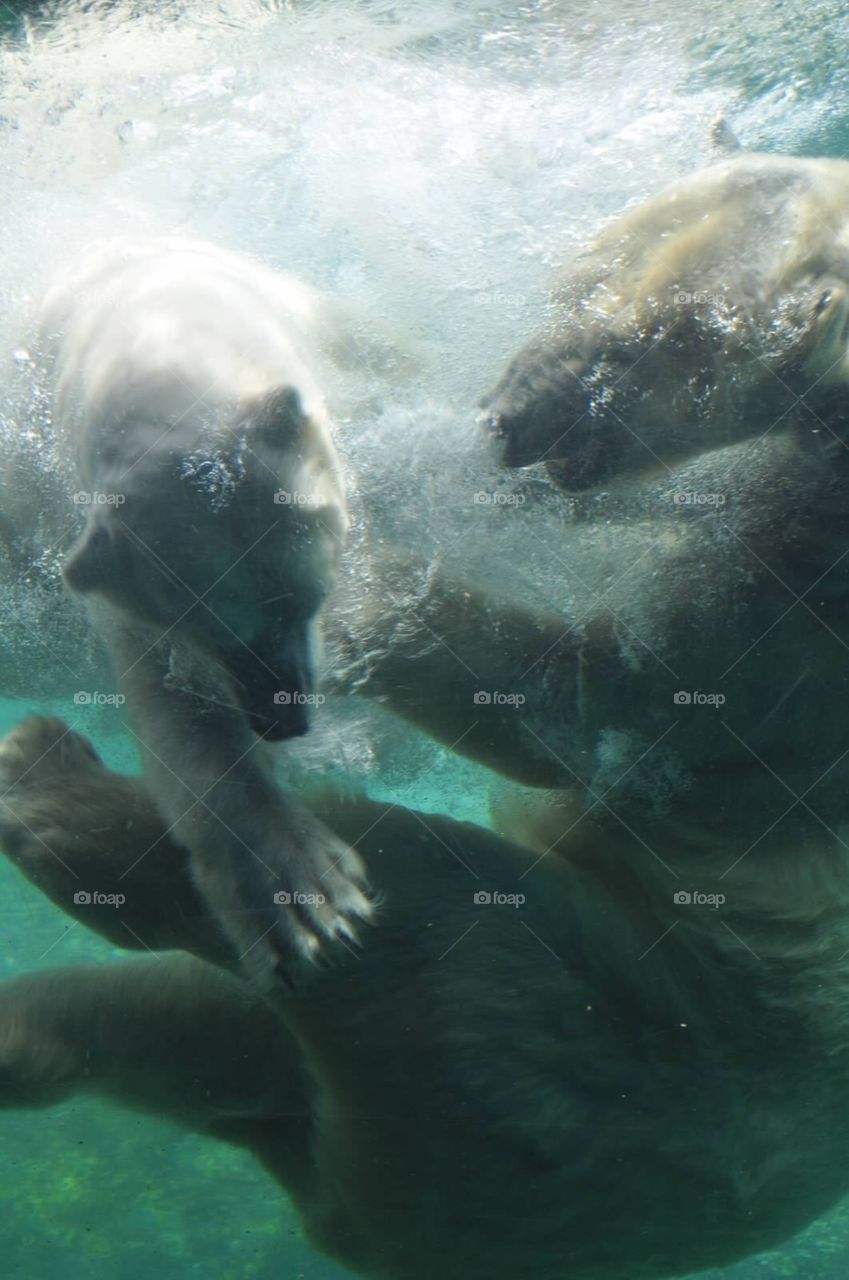 Polar bear fight. Polar bears mid fight underwater