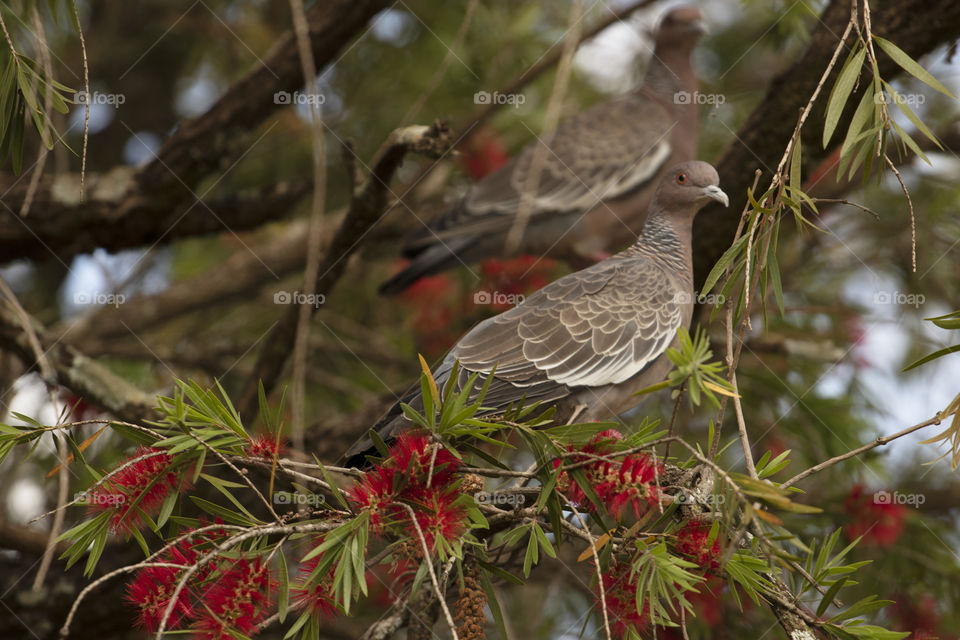 White winged pigeon on spring flowering tree. Asa branca