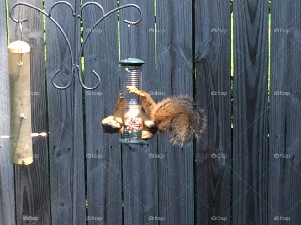 Squirrel stealing some bird seed.