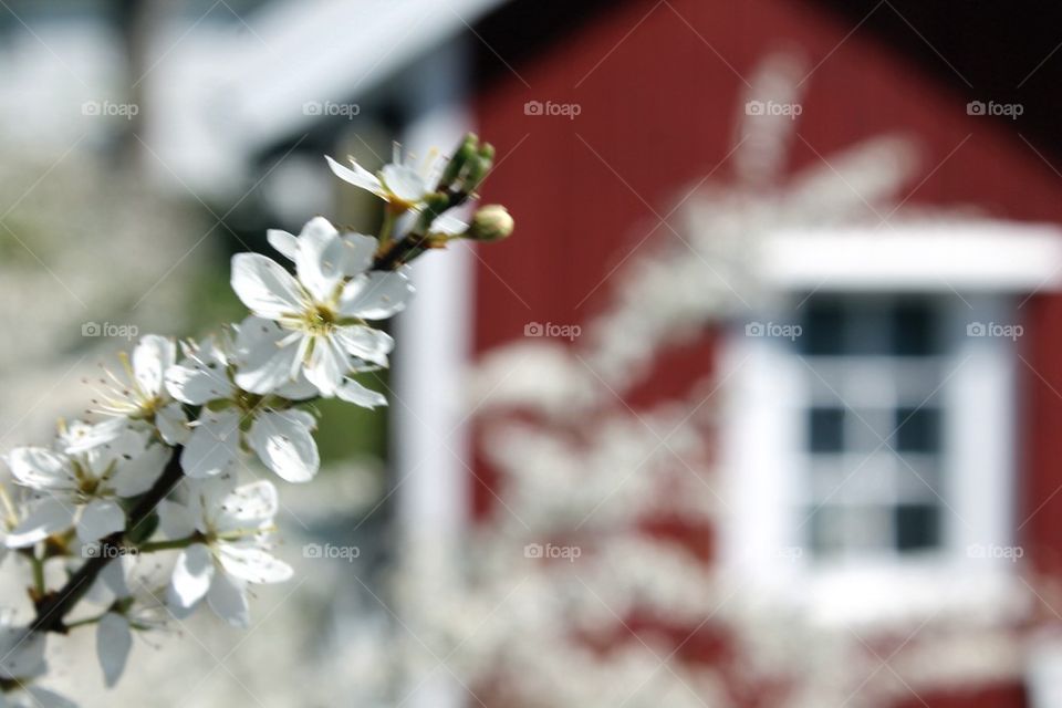 Close-up of blossom flower in springtime