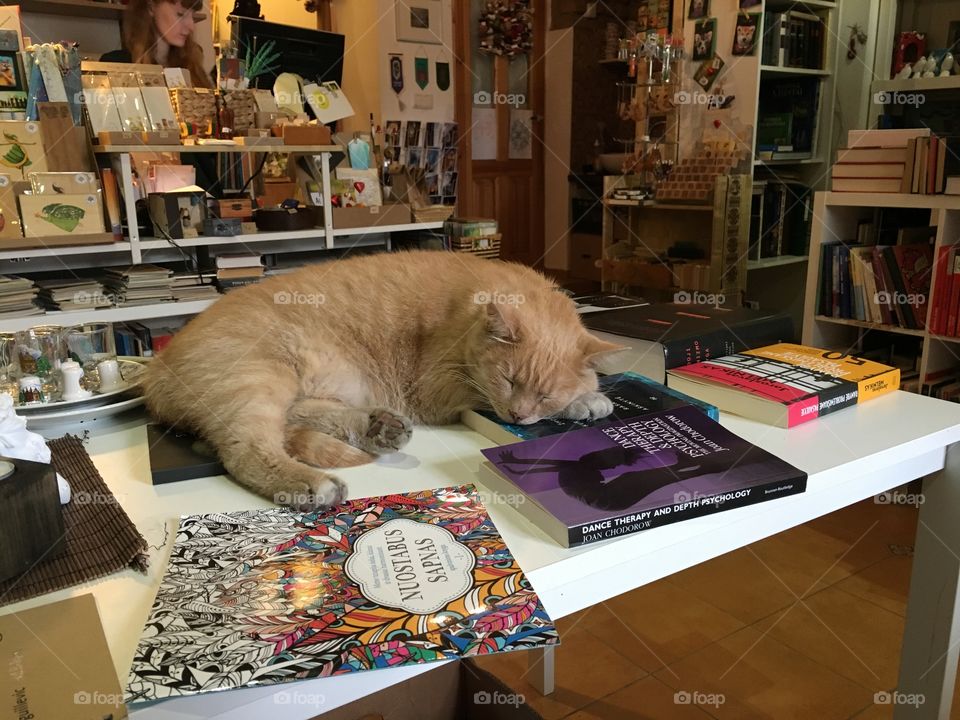 Shelf, Indoors, Stock, Bookcase, Cat