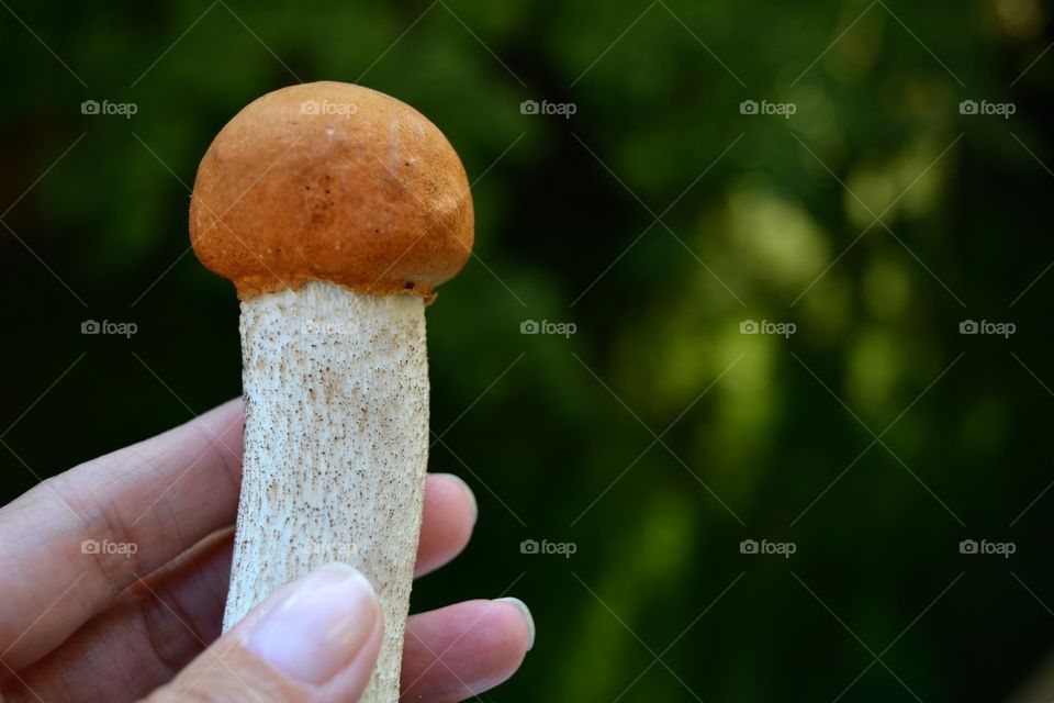 orange cap boletus mushrooms in the hand gifts nature green background