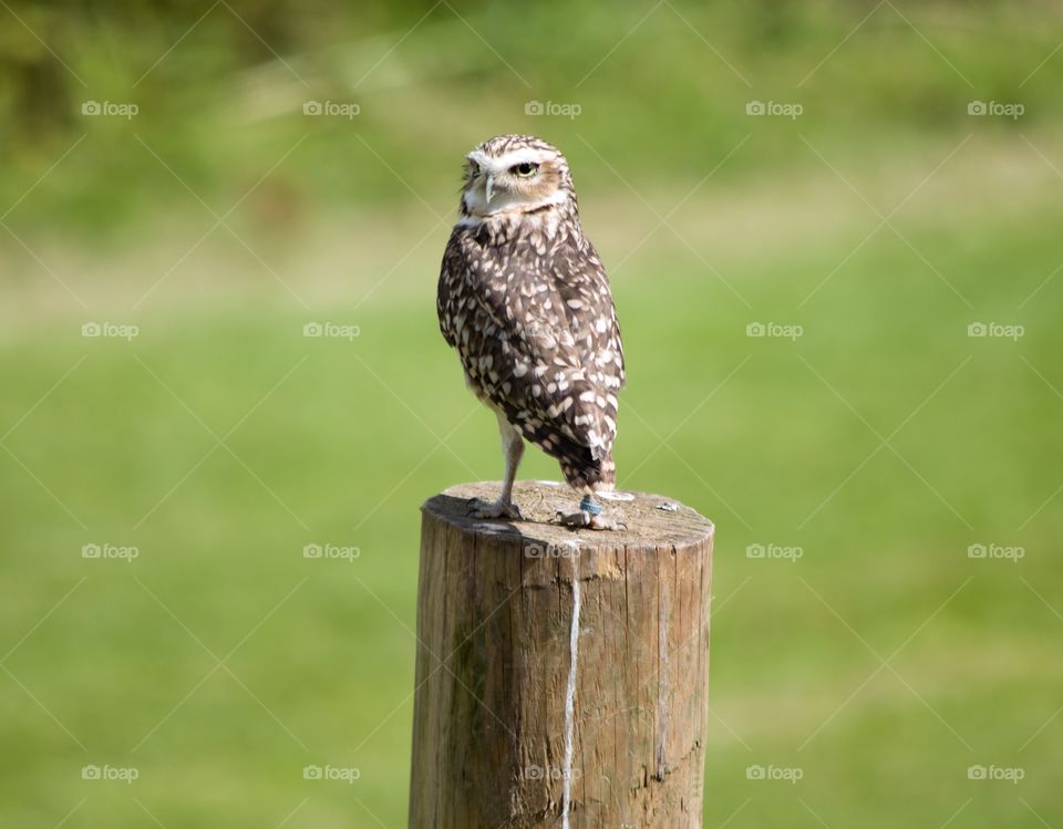 Owl