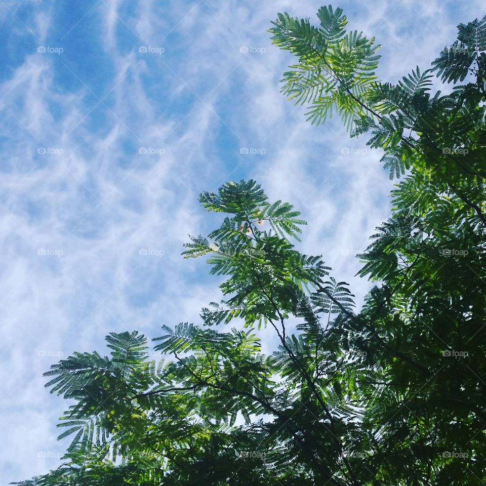 Mimosa tree against blue sky with clouds