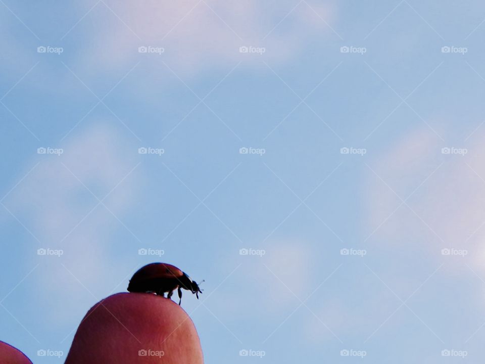 Ladybug / Marienkäfer 