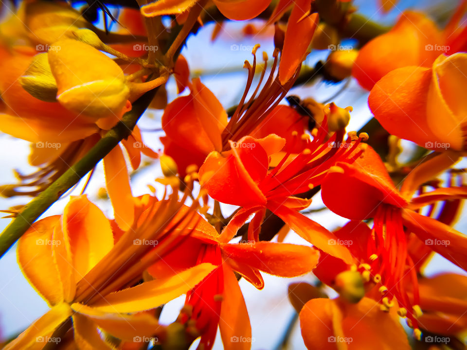 Beautiful flowers of capparis decidua bloom in summer season
