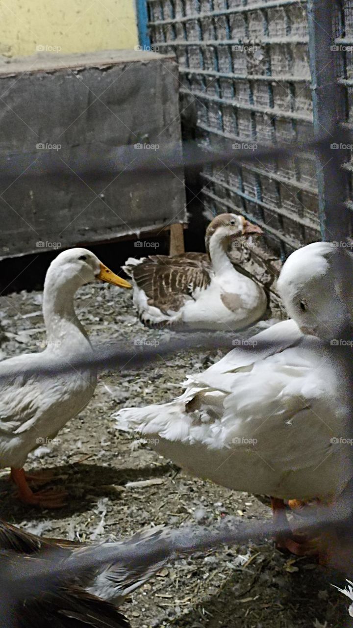 no spring no winter for them who are in cage