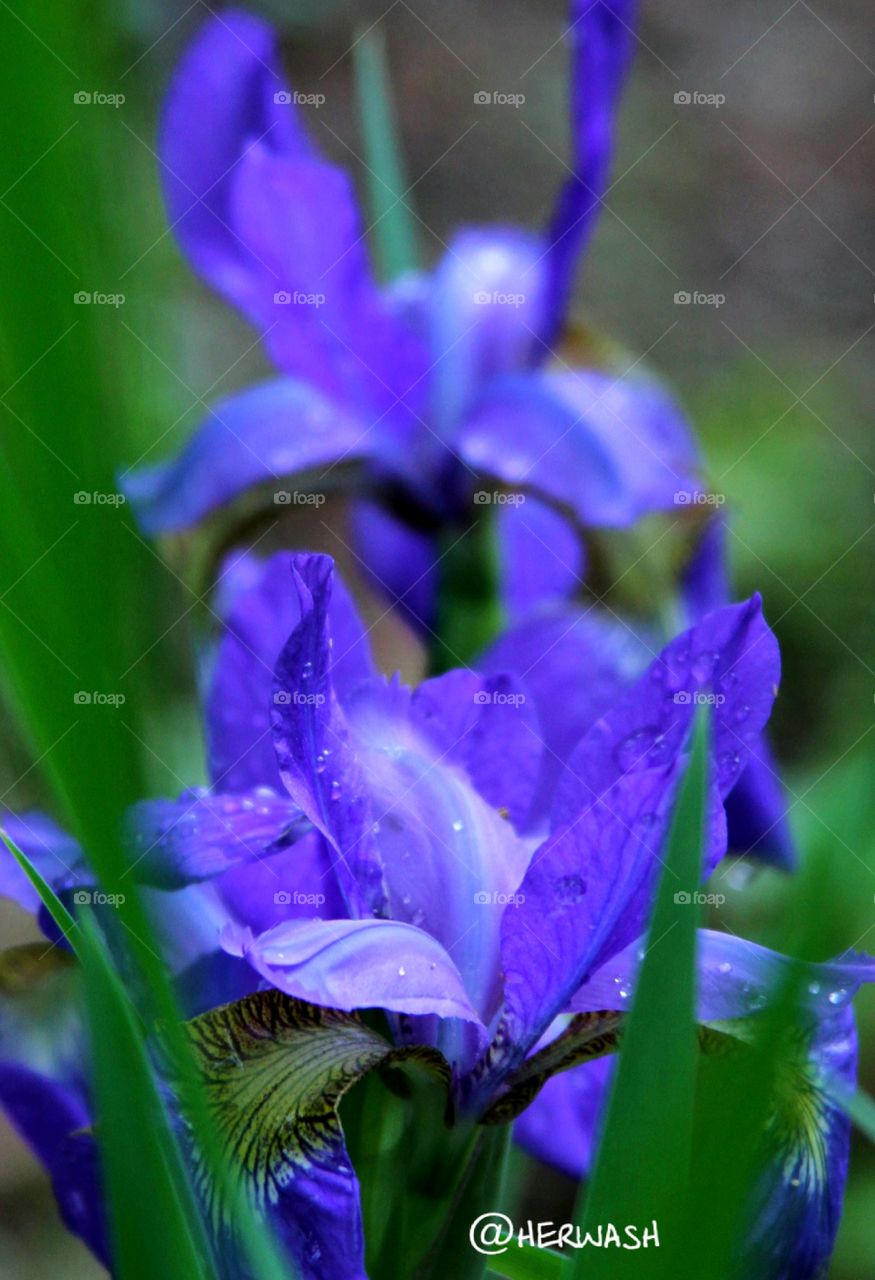 purple irises.