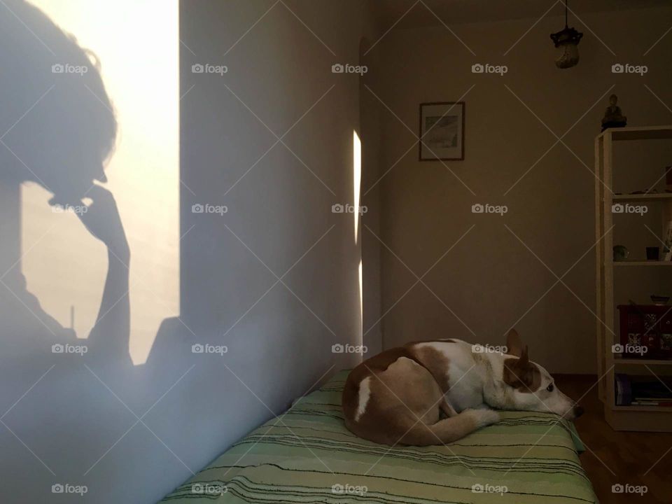 Shadow of girl on the wall with sleeping doggy on the coach.