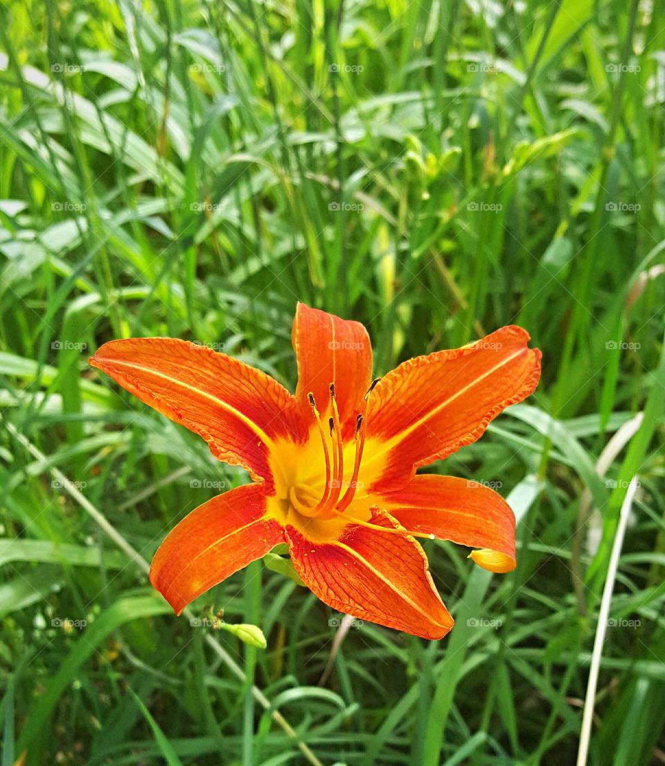orange tiger lily