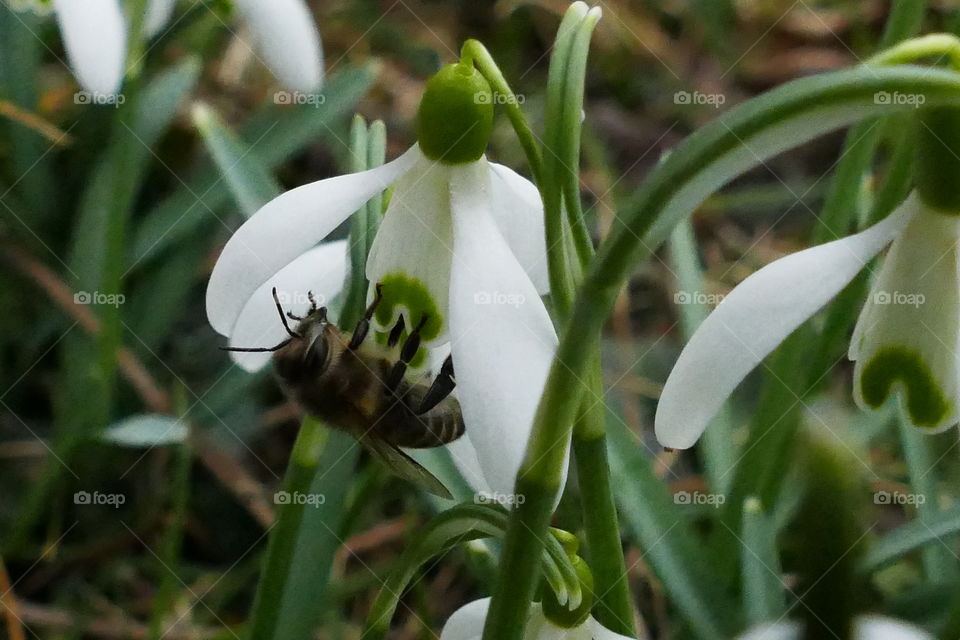 honeybee collects nectar