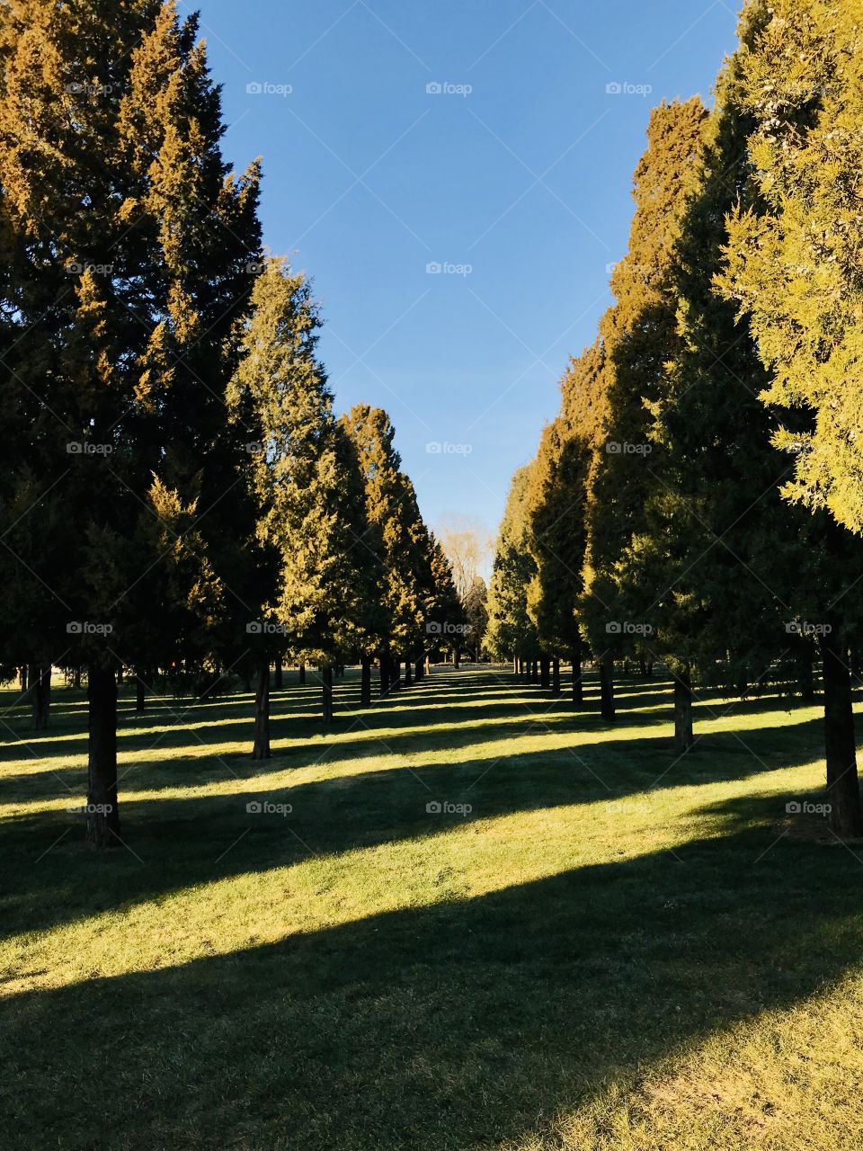 Beauty of evening sunlight 