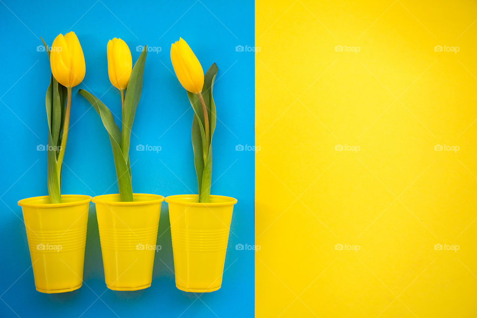 Yellow and blue color flatlay with three tulips in plastic glasses