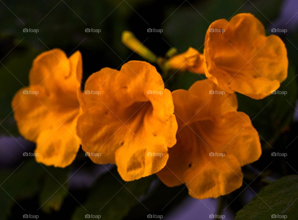 Floral photography  - trumpet flower