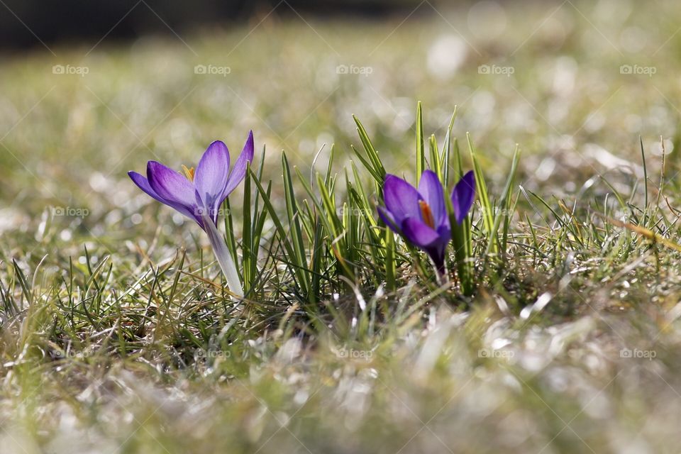 Purple crocus 