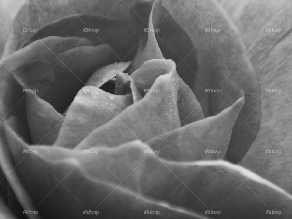 Black an white close up of the opening petals of a flower