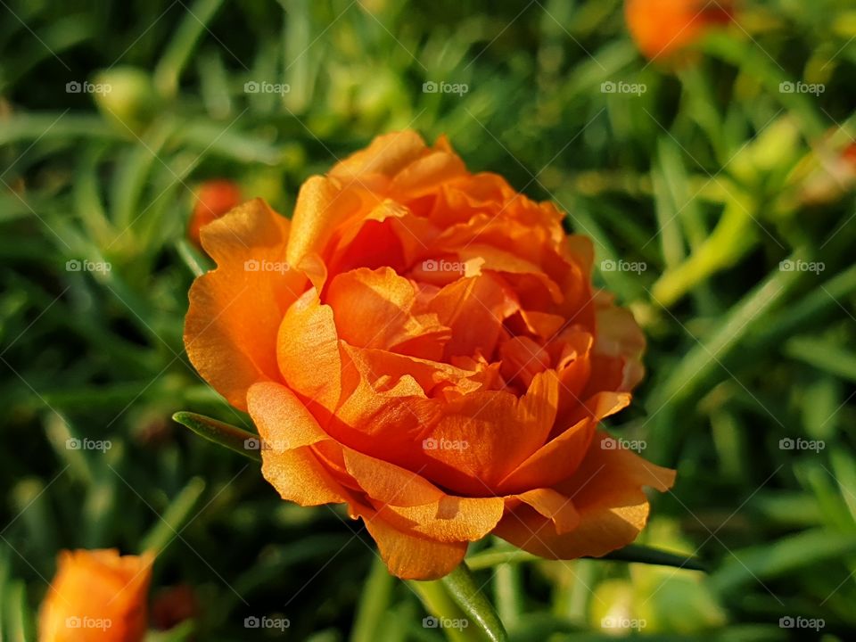 my beautiful Portulaca grandiflora