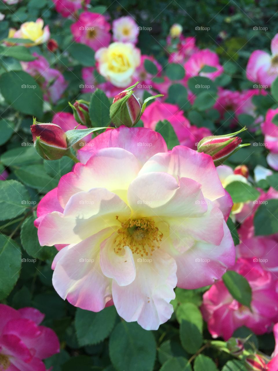 Flowers in the gardens at the Biltmore Estate.
