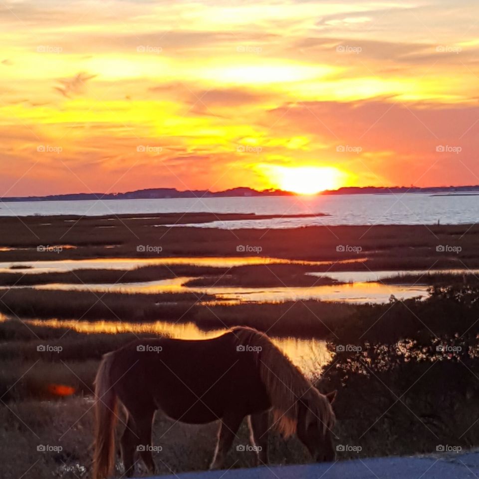 wild pony on Assateague Island