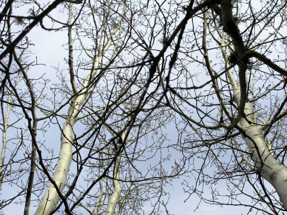 through the branches