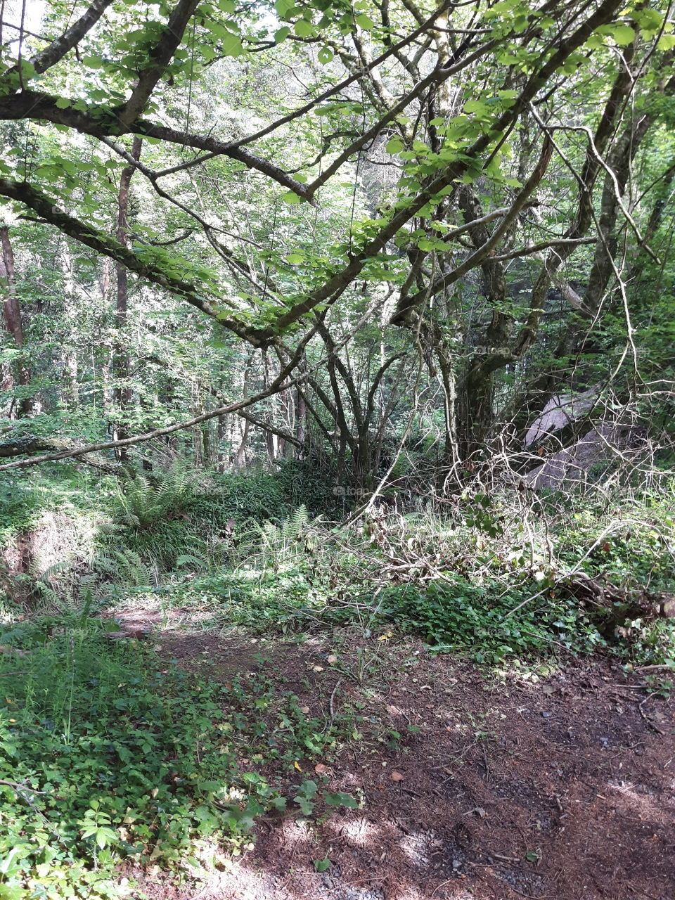 not quite primary rainforest