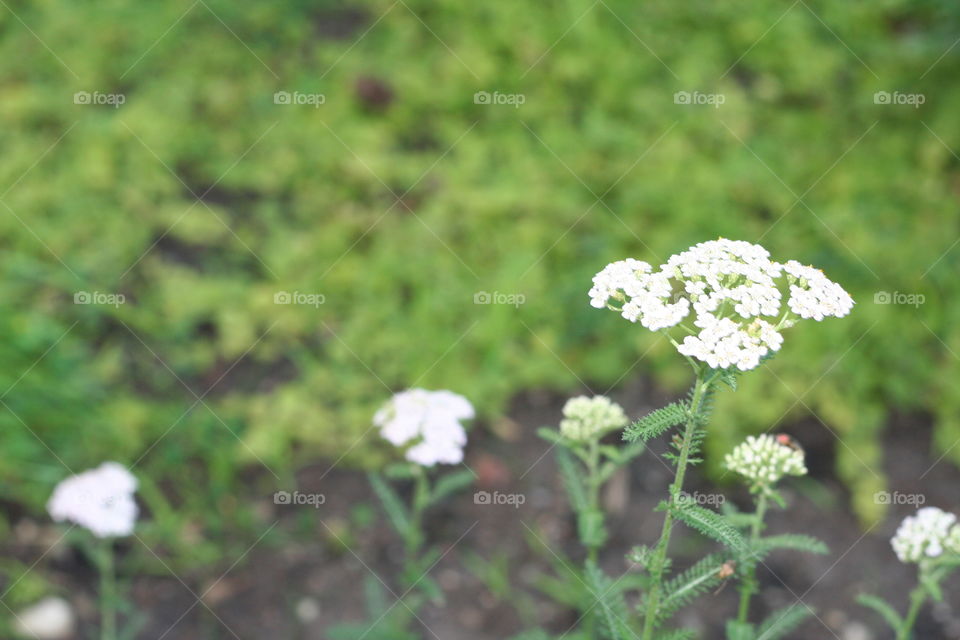 Nature in the woods with white flower