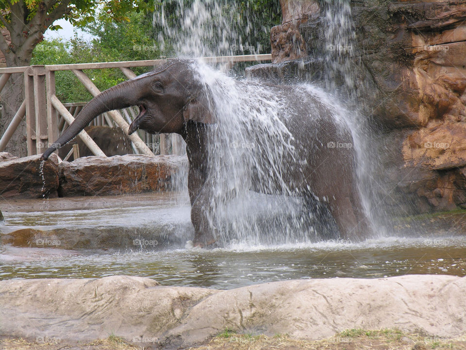 waterfall zoo bathing elephant by snappychappie