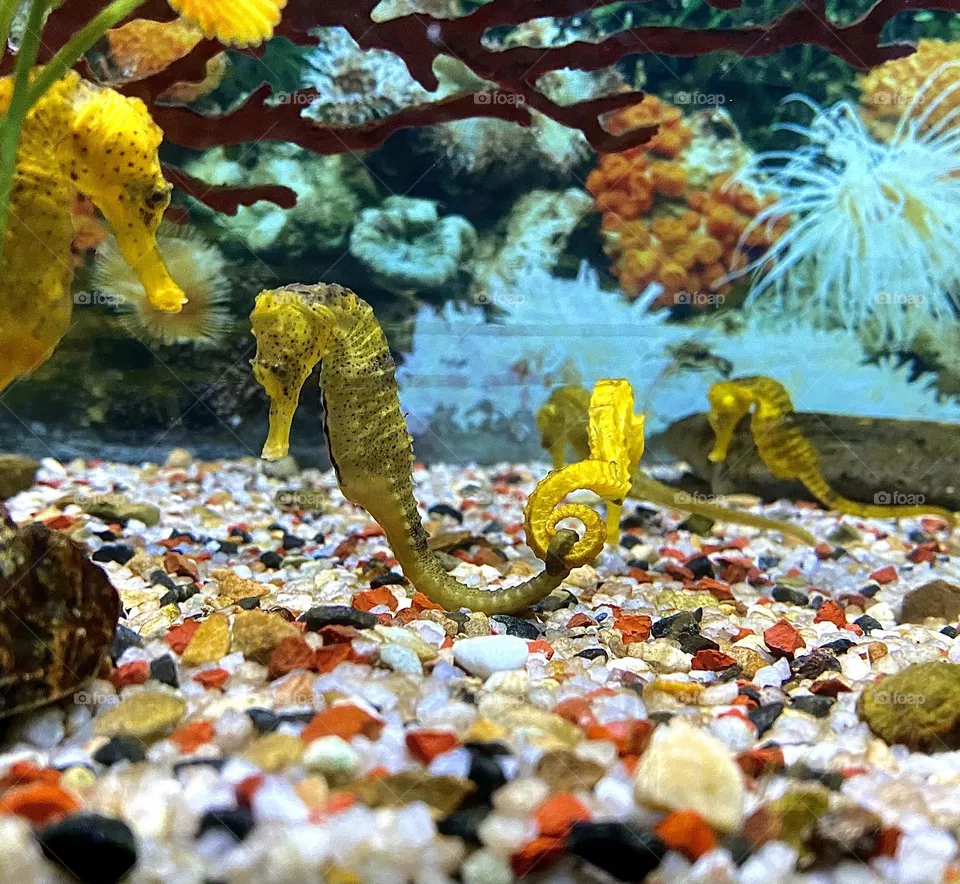 Seahorses
