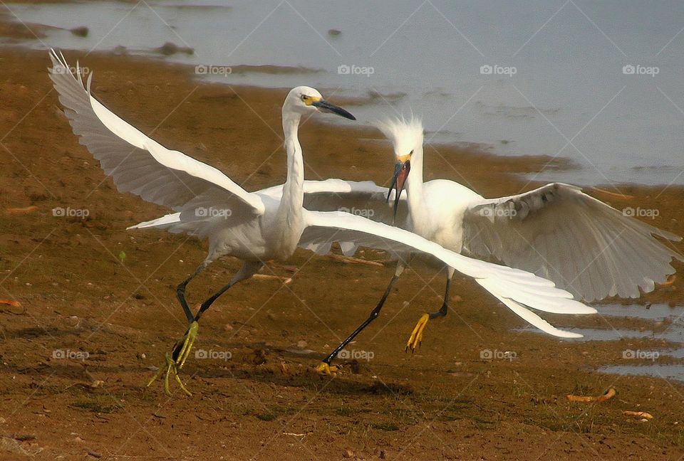Two  Egrets in Territory Dispute