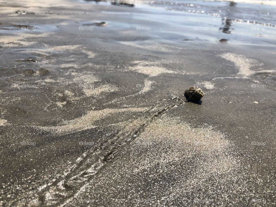 Hermit crab walking trail on Galveston beach