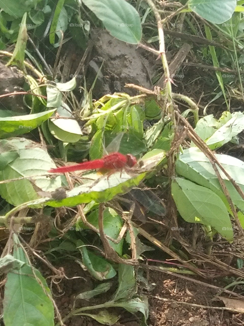 red dragon fly