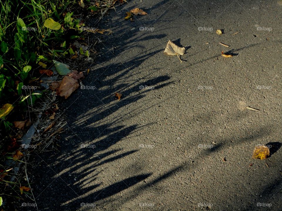flora light and shadows beautiful texture on a street road, summer and autumn time