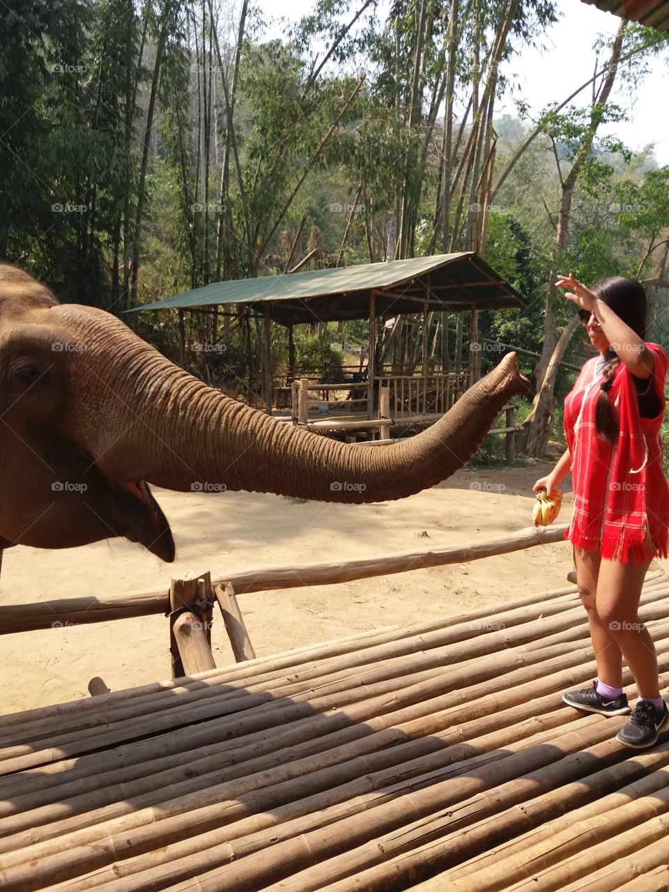 training elephants