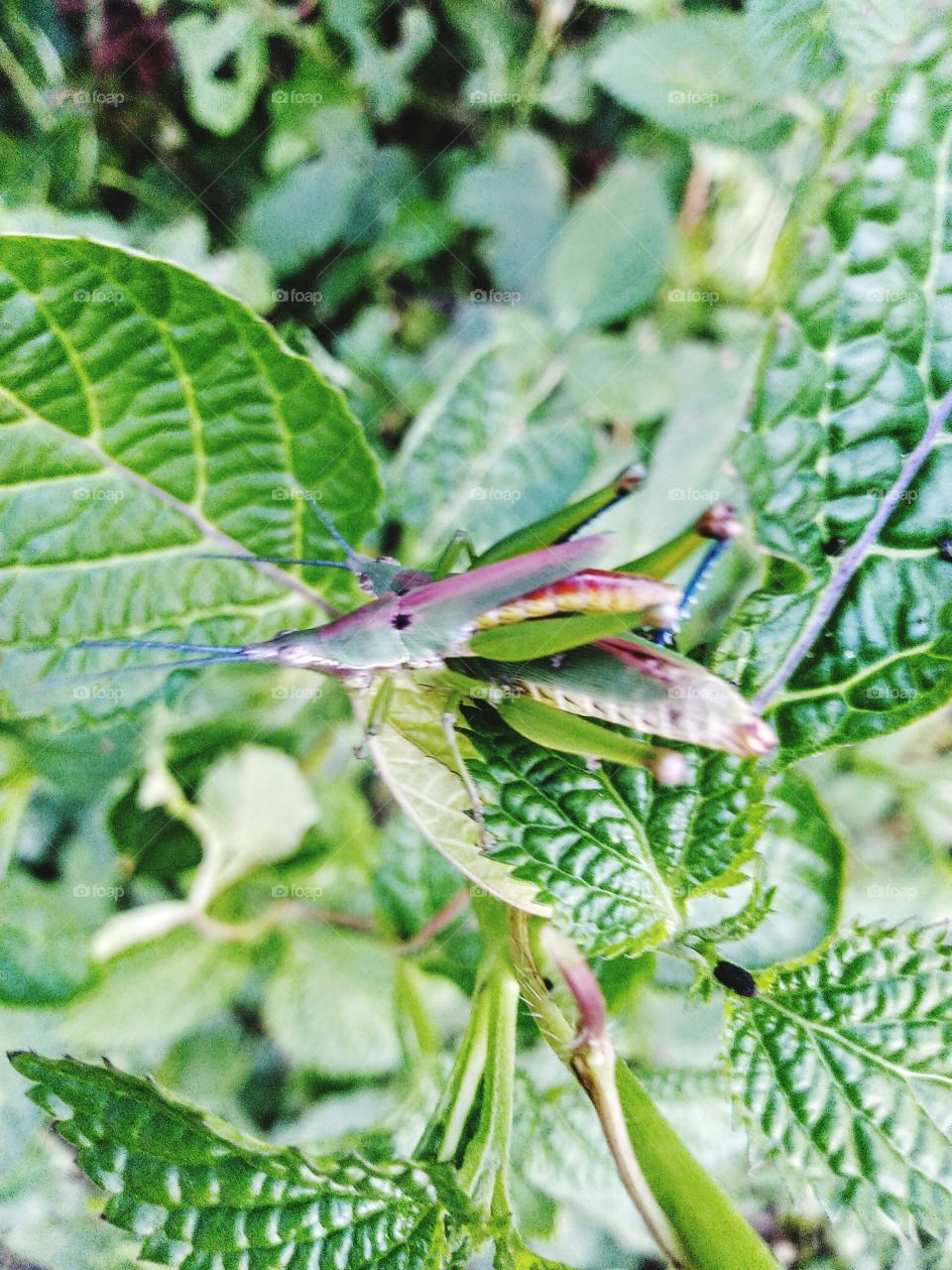 A couple of grasshoppers making love.