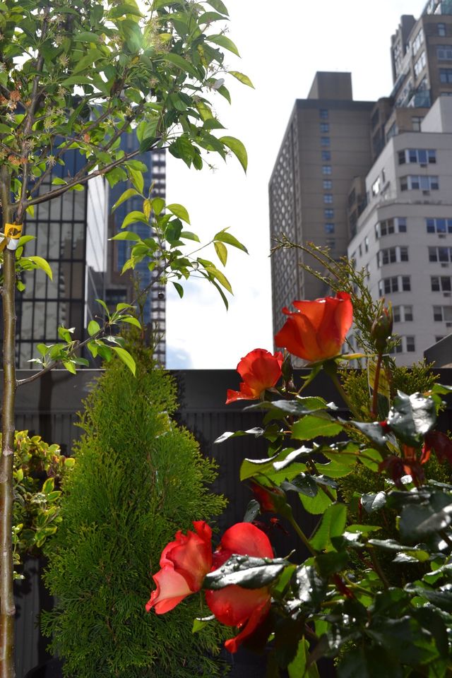 Manhattan garden