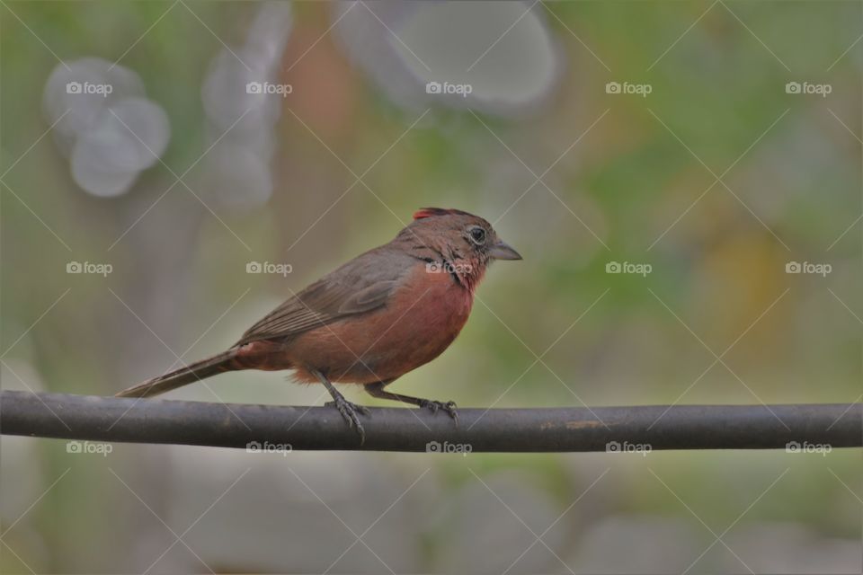 Red bird/ Pássaro vermelho