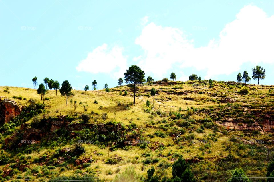 trees on the mountain