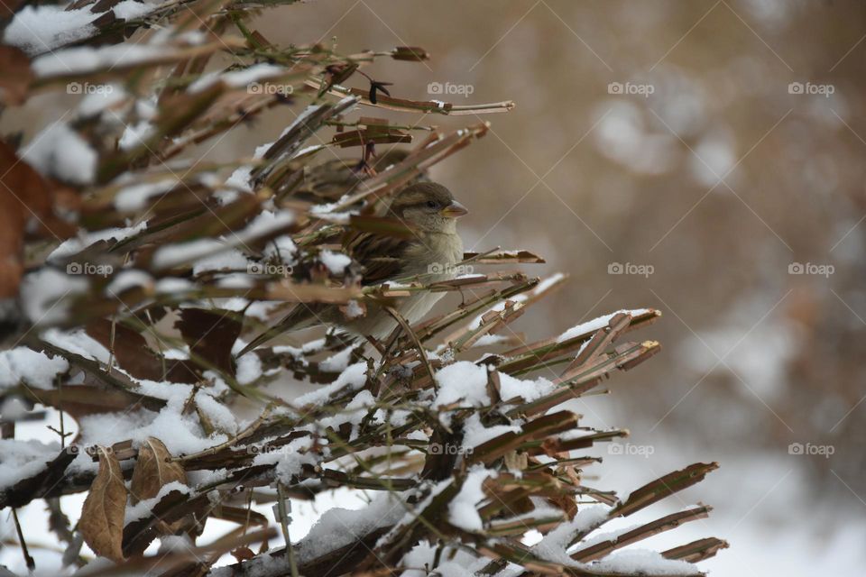 Camouflaged House Sparrow 