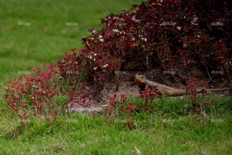 a chameleon in a flower garden
