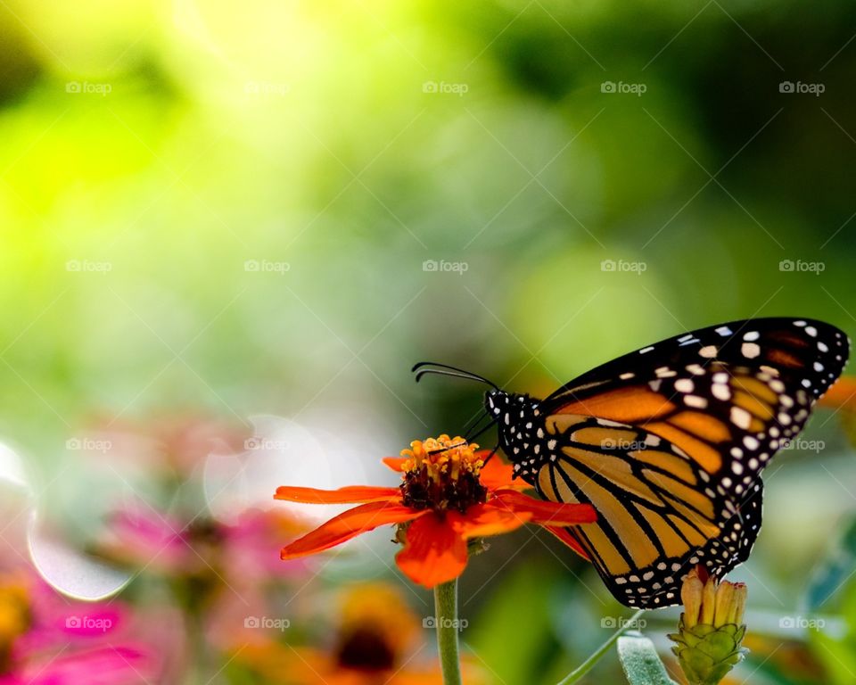 Beautiful butterfly in action....