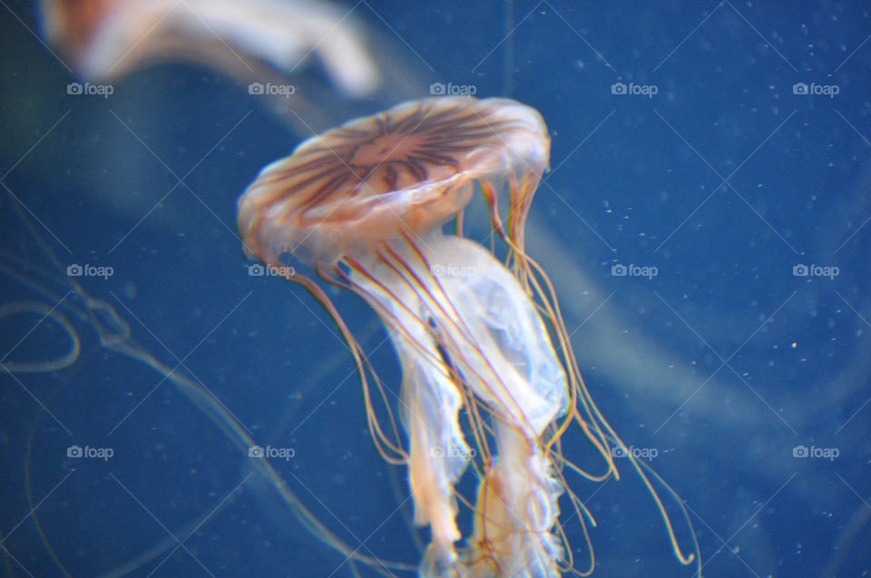 JELLYFISH