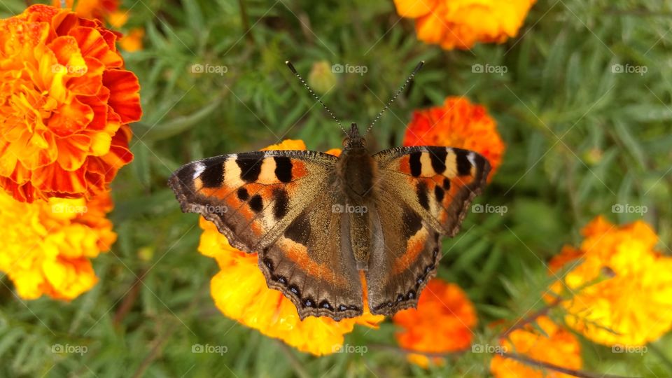 The small tortoiseshell (Aglais urticae) is a colourful Eurasian Butterfly
Sitting in Marigold flowerhead