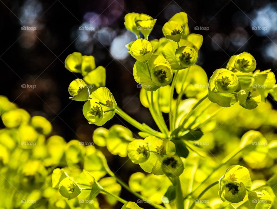 Close-up of green plant